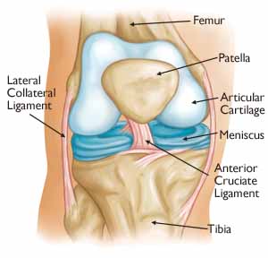 OAM Grand Rapids Sports Medicine Knee Anatomy